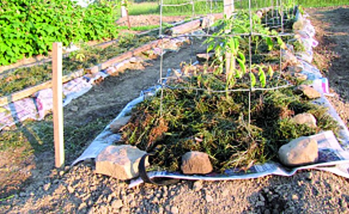 Heavily Mulched, No-Weed Gardening Saves Water